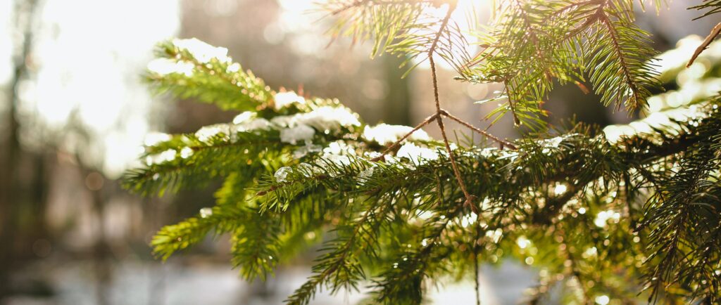 Christmas is coming