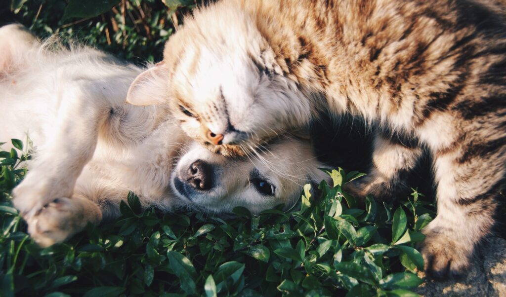 Man’s best friend